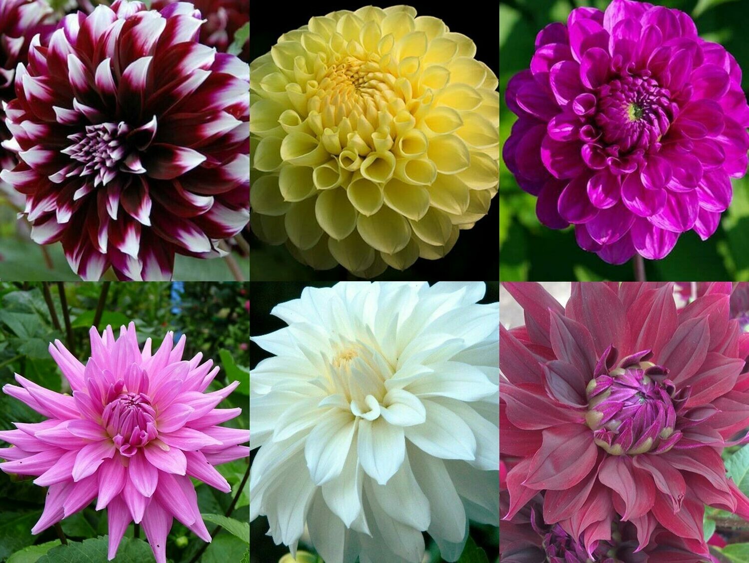 Bulk Pack Dahlia Tubers from The Dahlia Expert