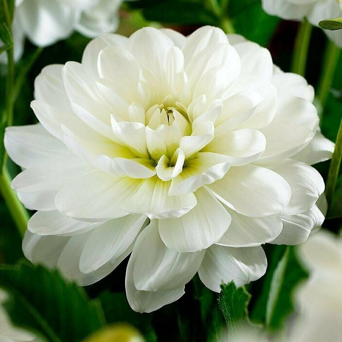 White Onesta Dahlia Tubers from The Dahlia Expert