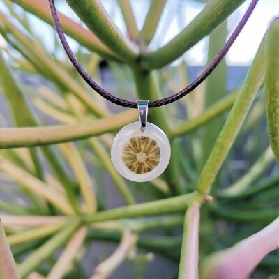 Sea Urchin Shell Necklace Sea Urchin Shell Necklace