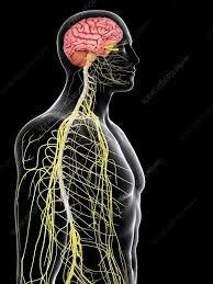 Central Nervous System Trauma: Injuries to the Spinal Cord (BLS)