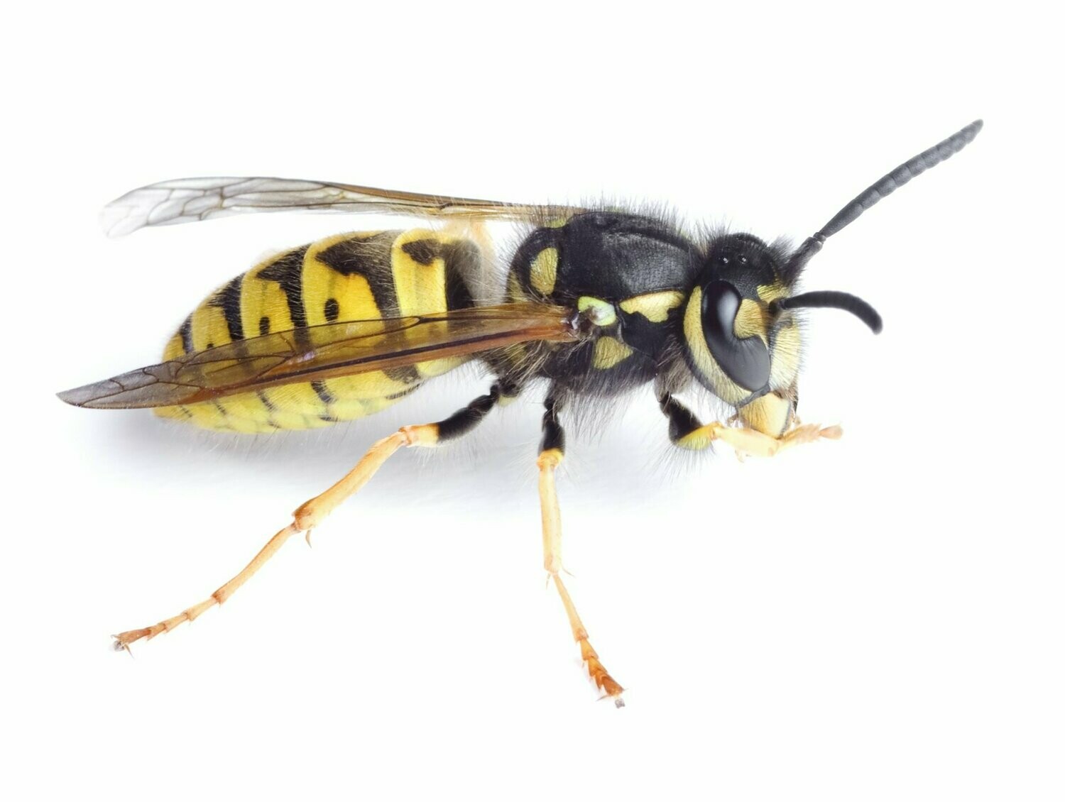 Cera de Abeja Y Candelilla 100 gr