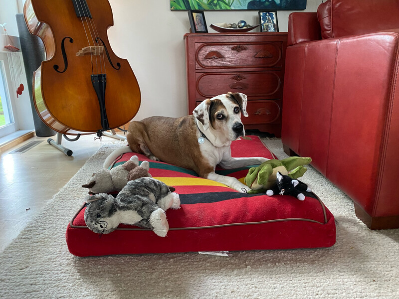 Animal Energy Healing Session And Consultation