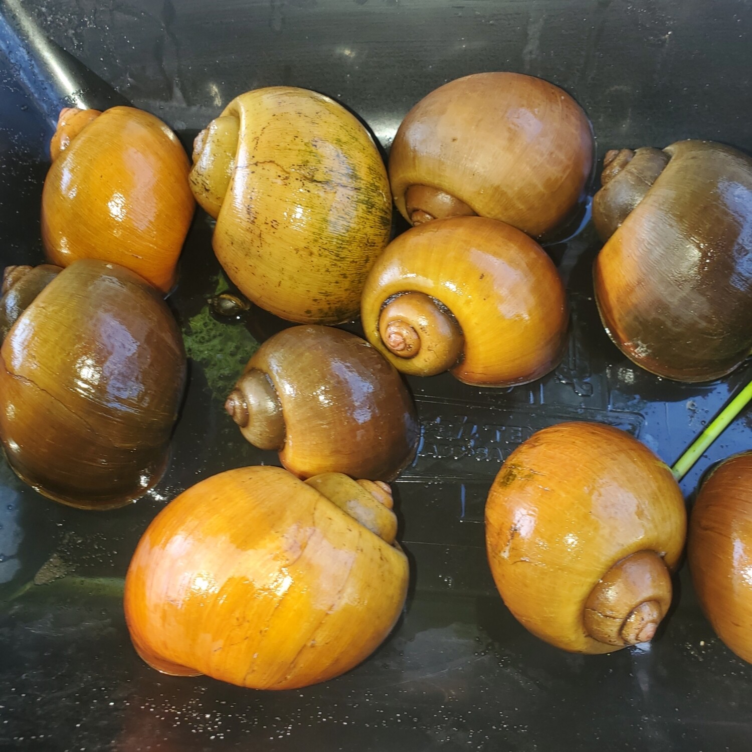 Live Medium snails by the pound