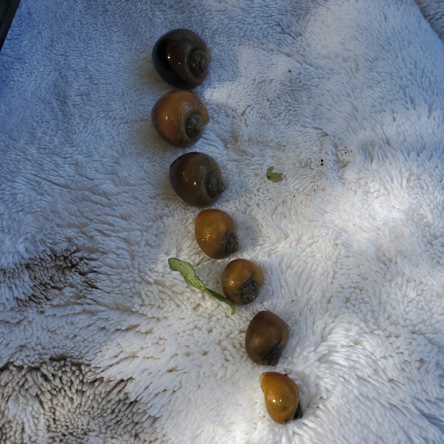 Small apple snails by the pound
