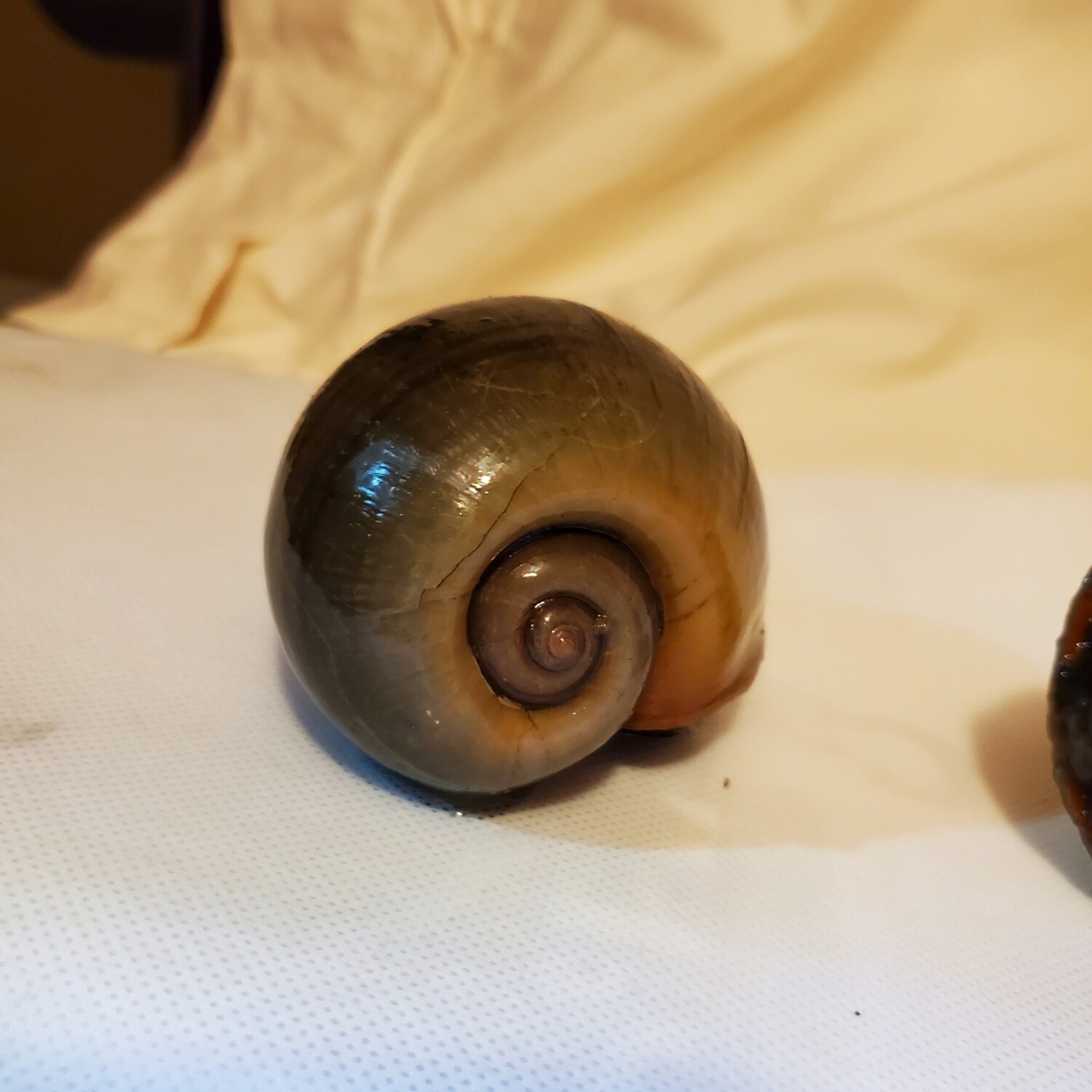 Live Xtra large snails by the pound