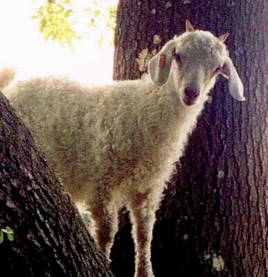 Nos Fils  par Fibres