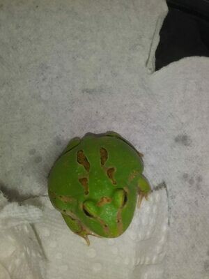 emerald pacman frog