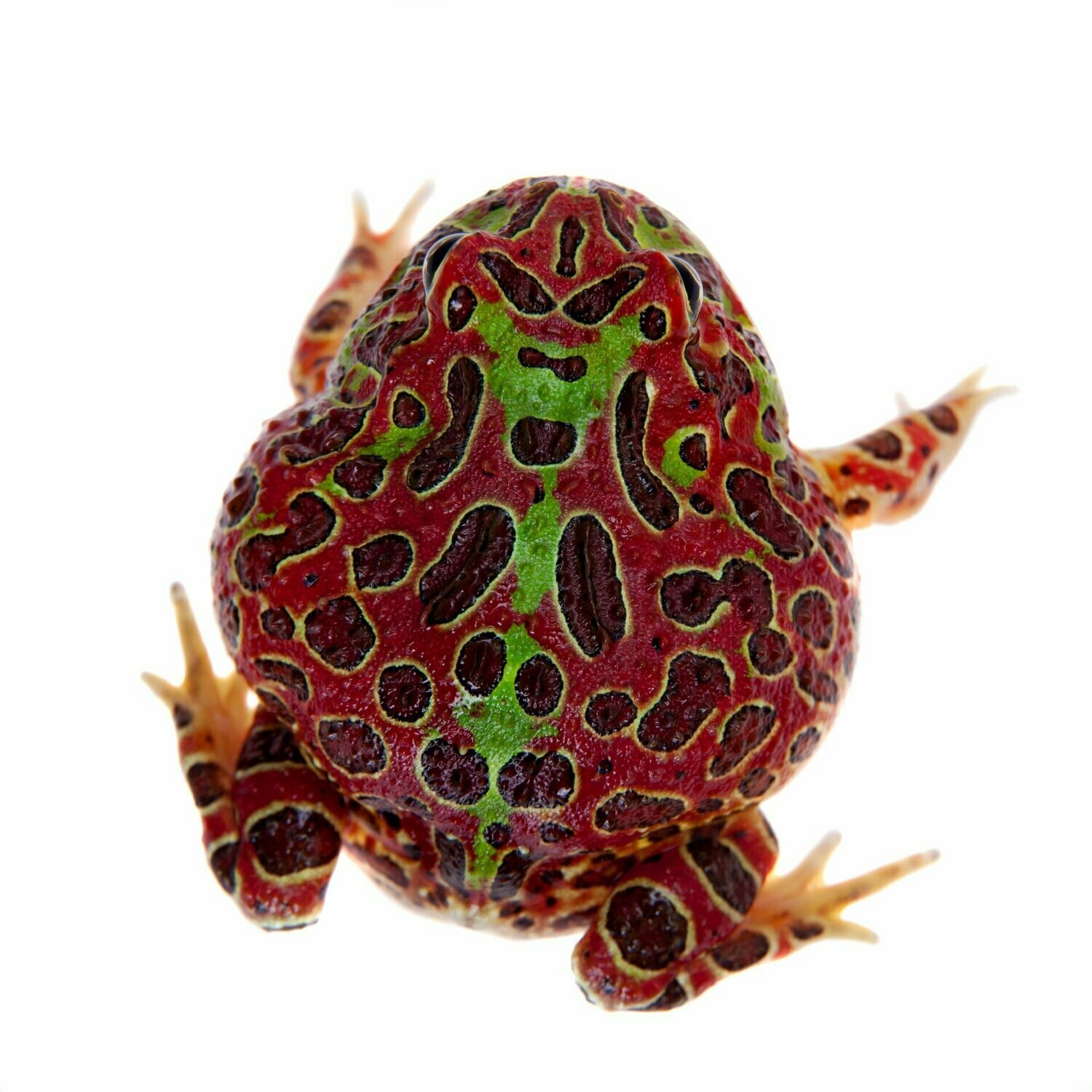 red pacman frog