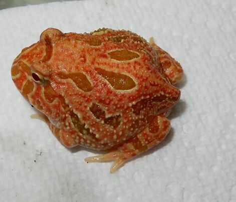 strawberry pineapple pacman frog care