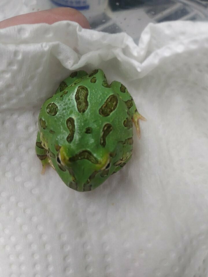 blue peppermint pacman