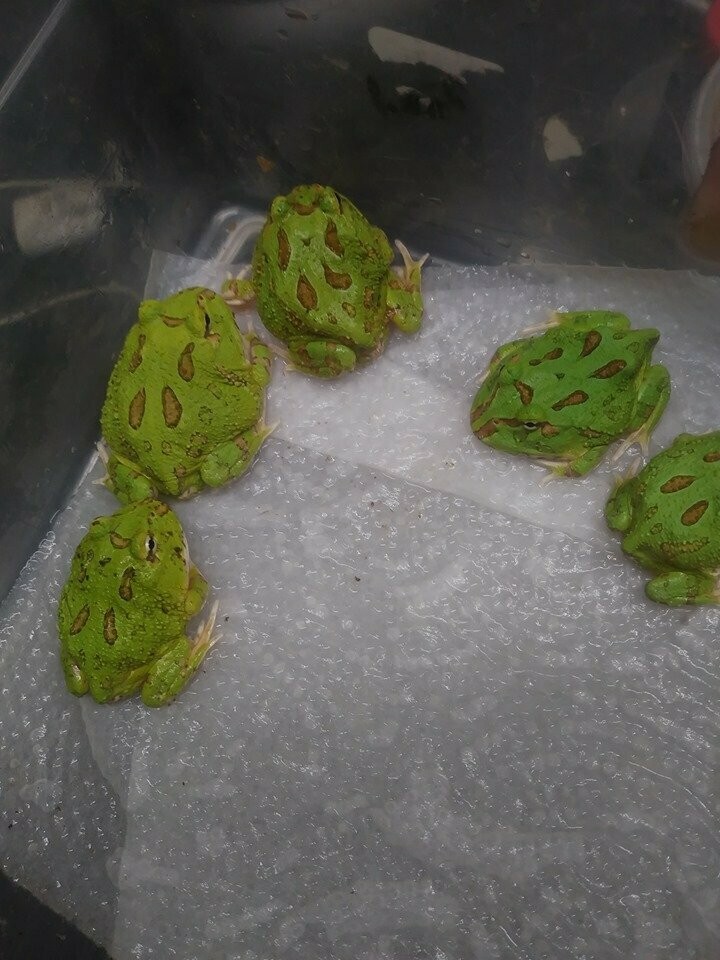 emerald pacman frog
