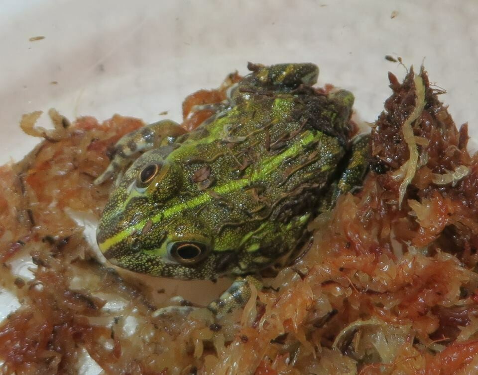 Featured image of post Pixie Frog Tank - Giant pixie frog information, tank setup, feeding, do they need water???