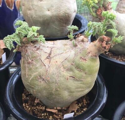 Adenium crispum Desert Rose Dwarf Caudex Plant 5” pot seed grown – Paradise  Found Nursery