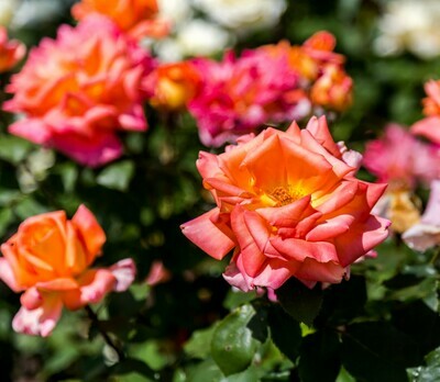 Sun Rose- Blended Perfume