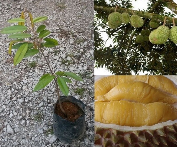 Anak durian musang king