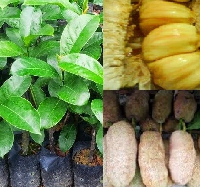 Anak pokok Cempedak Madu