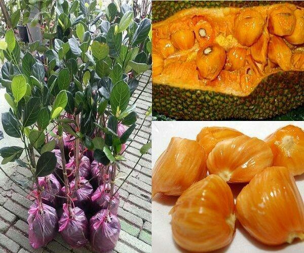 Anak pokok nangka Suria