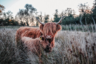 Poster „Highlandkuh mit Kalb“ 30x20 Poster „Highlandkuh mit Kalb“ 30x20