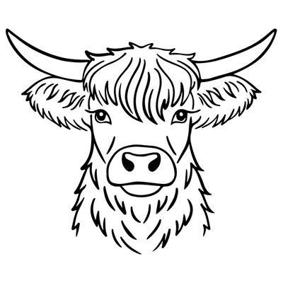 vom Hochlandrind