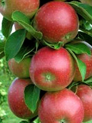 Spende für Pflanzung von einem Apfelbaum "Redcats" für Projekt 1
