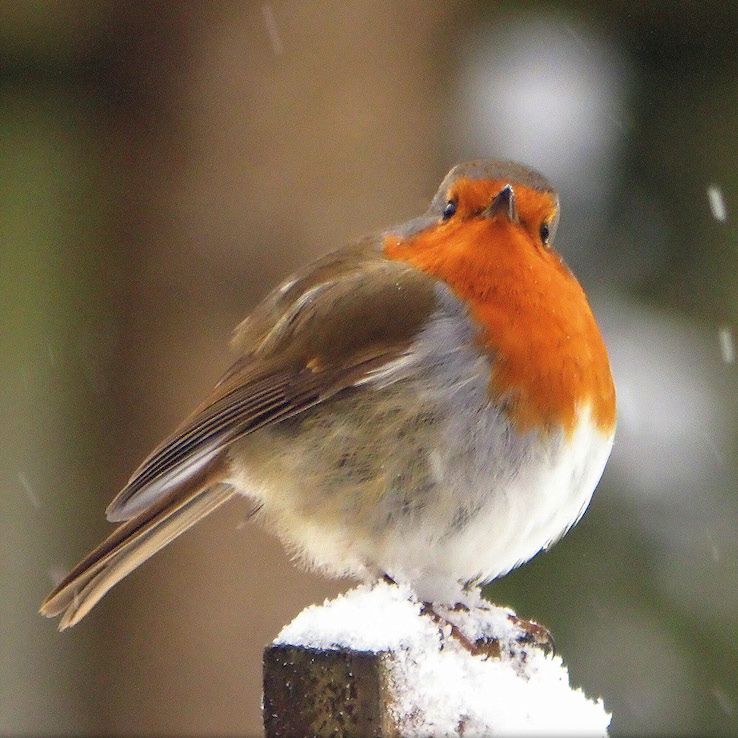 02: Cheeky Chappie