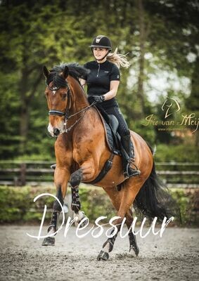Dressuur