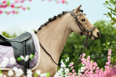 Pony