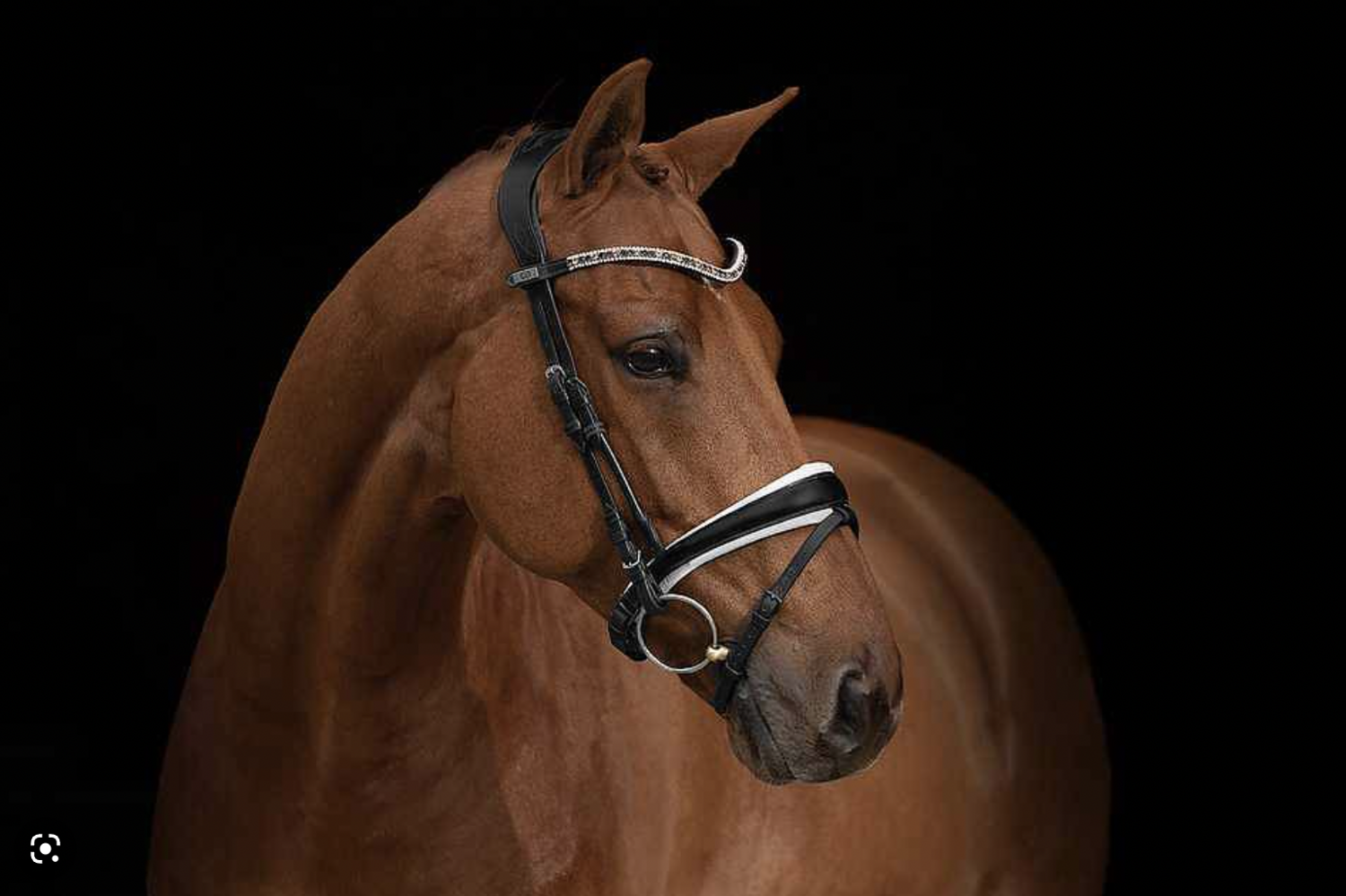 PS of Sweden Hoofdstel GP zwart leer - wit onderlegd met Golden Brass Frontriem COB
