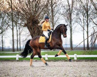 Geel