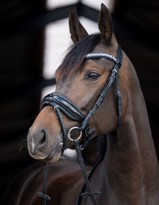 HB Showtime - Hoofdstel Stockholm