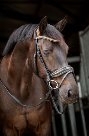 HB Showtime - Hoofdstel Golden Dreams