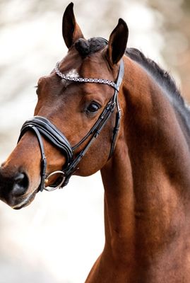 HB Showtime - Hoofdstel Great Love