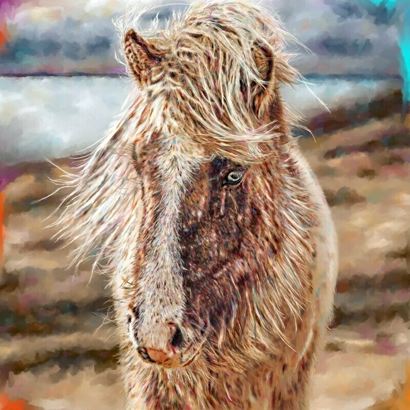 ICELANDIC PONY