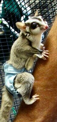 Diapers (Sugar Glider)