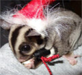 Hat (Santa)