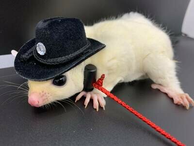 Hat (Cowboy)?