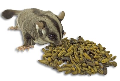 Calci-Yum Worms