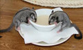 Milk Replacer, Milk Replacer: Milk Replacer-8 oz tub