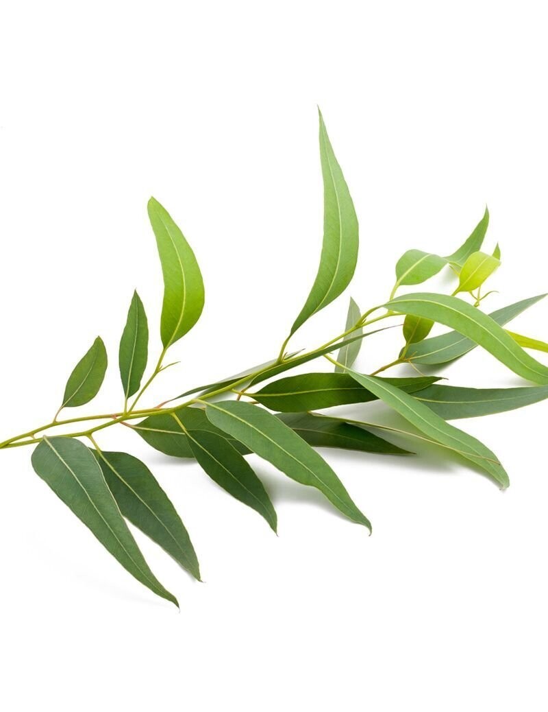 Eucalyptus Leaves
