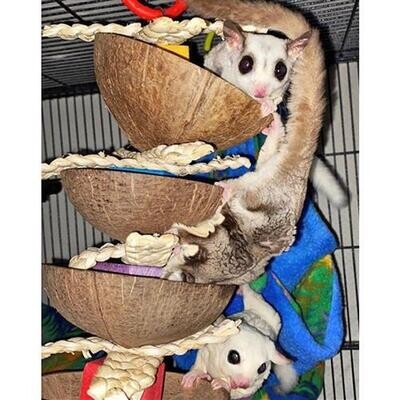 Coconut Stacker ?