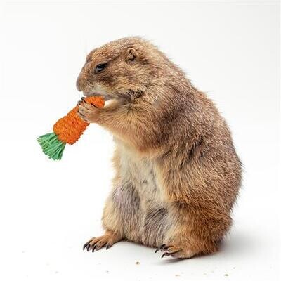 Carrot Chew Toy ?