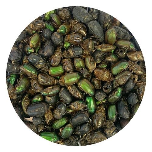 The Beetles! ?