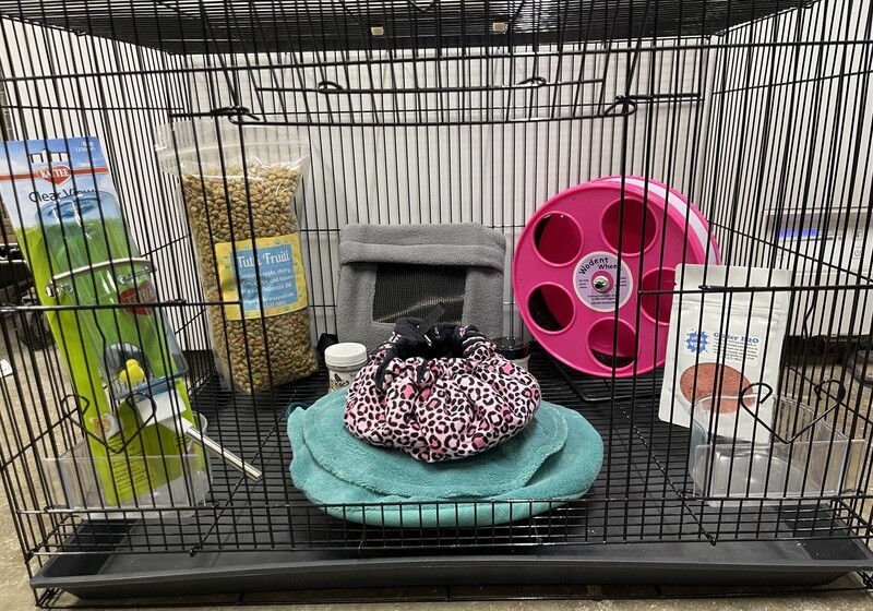 Sugar Glider Deluxe Starter Kit