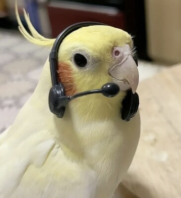 Photo Toy (4-piece set)