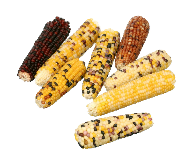 Critter Cob?
