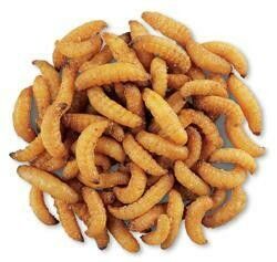 Wax Snax