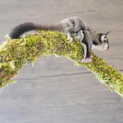 Mossy Vine (Bendable)