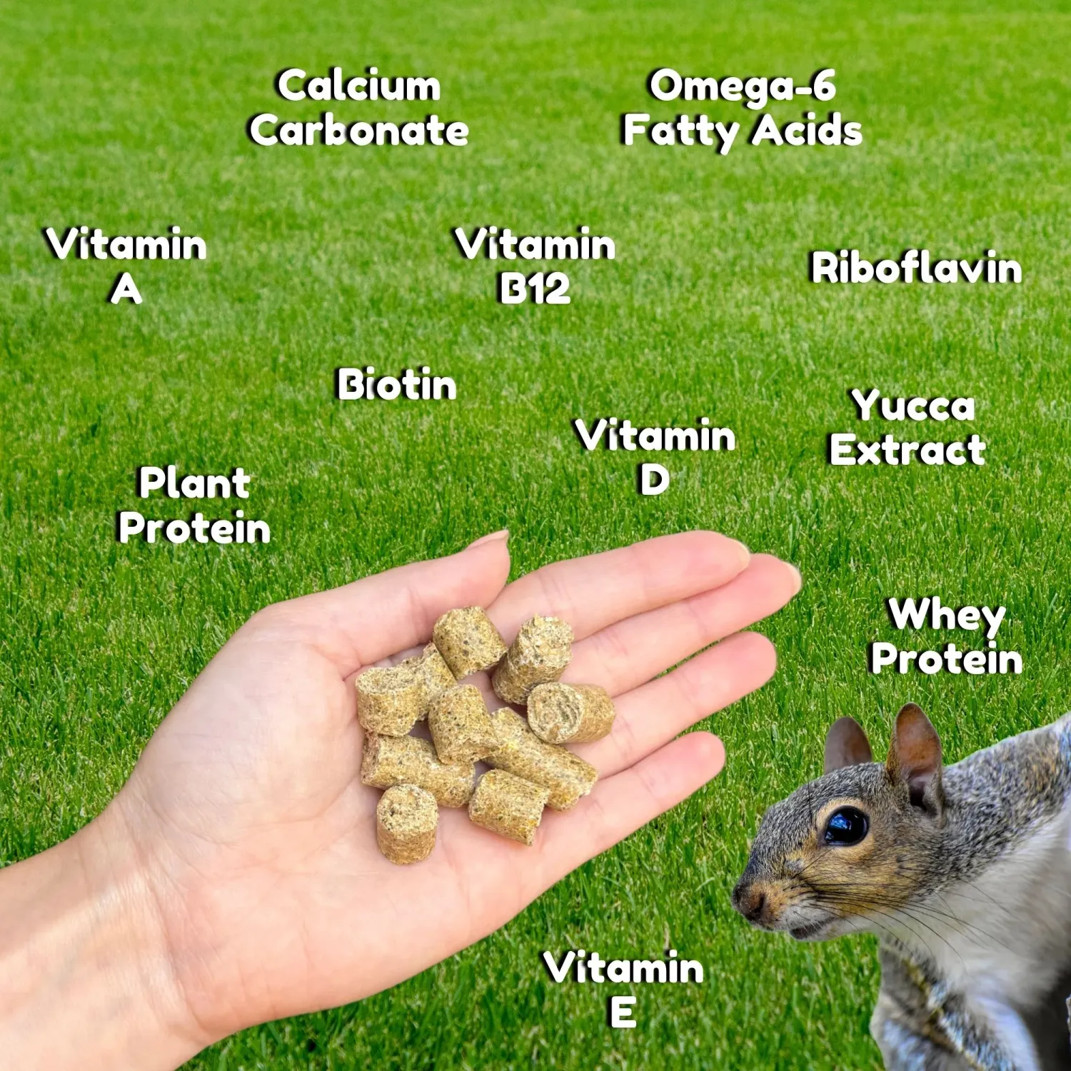 Squirrel Blocks