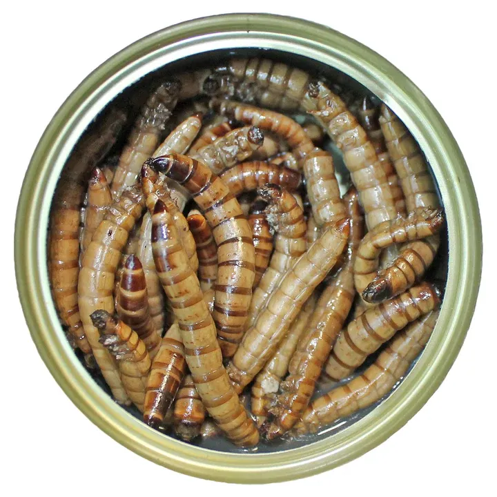 Canned Insects ???