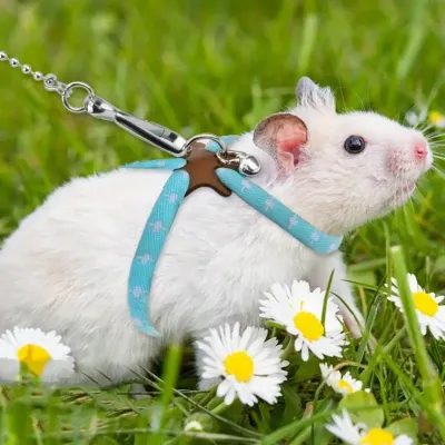 Small Pet Harness Leash